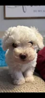 SNOWBALL, a male Maltipoo for sale in Memphis, TN – Photo 2 of 4