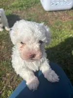 SNOWBALL, a female Maltipoo for sale in Jacks Creek, TN – Photo 3 of 9