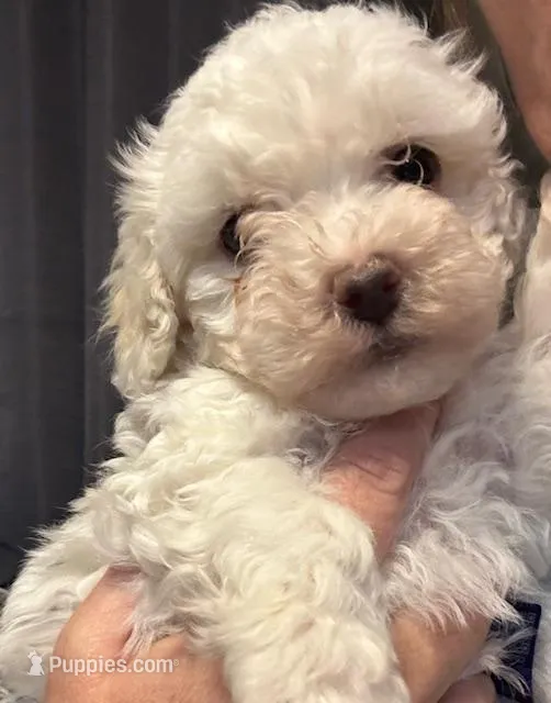 SNOWBALL – Maltipoo puppy for sale in Jacks Creek, TN