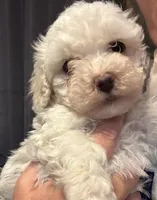 SNOWBALL, a male Maltipoo for sale in Memphis, TN – Photo 1 of 4