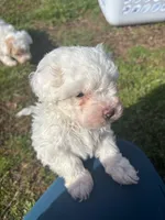 SNOWBALL, a female Maltipoo for sale in Jacks Creek, TN – Photo 8 of 9