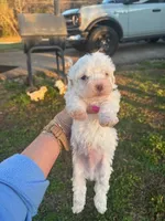 SNOWBALL, a female Maltipoo for sale in Jacks Creek, TN – Photo 4 of 9