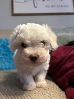 SNOWBALL, a male Maltipoo for sale in Memphis, TN – Photo 4 of 4
