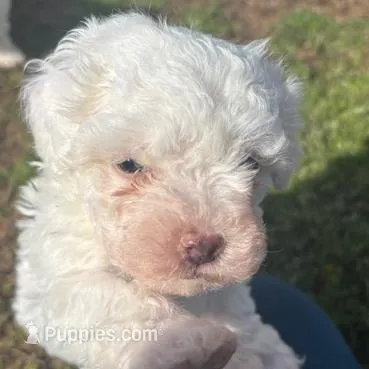 SNOWBALL – Maltipoo puppy for sale in Jacks Creek, TN