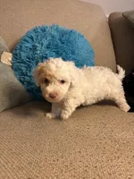 NILLA, a female Maltipoo for sale in Jacks Creek, TN – Photo 5 of 6