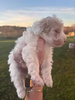 NILLA, a female Maltipoo for sale in Jacks Creek, TN – Photo 2 of 7