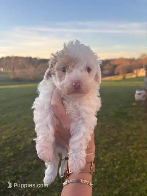 NILLA – Maltipoo puppy for sale in Jacks Creek, TN