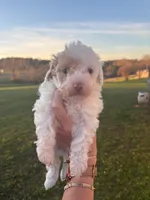 NILLA, a female Maltipoo for sale in Jacks Creek, TN – Photo 1 of 7