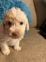 NILLA, a female Maltipoo for sale in Jacks Creek, TN – Photo 6 of 6