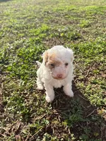 NILLA, a female Maltipoo for sale in Jacks Creek, TN – Photo 5 of 7