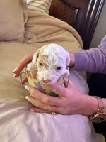 NILLA, a female Maltipoo for sale in Jacks Creek, TN – Photo 6 of 7