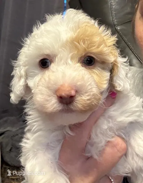 NILLA – Maltipoo puppy for sale in Jacks Creek, TN