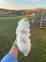 NILLA, a female Maltipoo for sale in Jacks Creek, TN – Photo 4 of 7