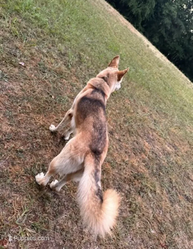 Waylon Jennings – German Shepherd Dog puppy for sale in Henry, VA