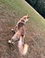 Waylon Jennings, a male German Shepherd Dog for sale in Henry, VA – 1 of 10