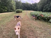 Waylon Jennings, a male German Shepherd Dog for sale in Henry, VA – 6 of 10