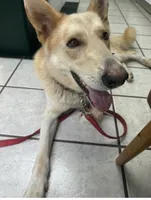 Waylon Jennings, a male German Shepherd Dog for sale in Henry, VA – 9 of 10