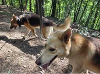 Waylon Jennings, a male German Shepherd Dog for sale in Henry, VA – 10 of 10