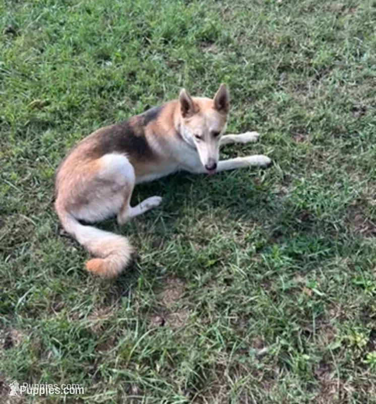 Waylon Jennings – German Shepherd Dog puppy for sale in Henry, VA