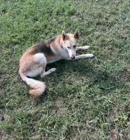 Waylon Jennings, a male German Shepherd Dog for sale in Henry, VA – 2 of 10