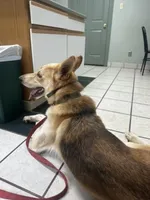 Waylon Jennings, a male German Shepherd Dog for sale in Henry, VA – 7 of 10