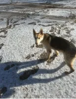 Waylon Jennings, a male German Shepherd Dog for sale in Henry, VA – 8 of 10