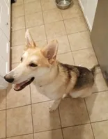 Waylon Jennings, a male German Shepherd Dog for sale in Henry, VA – 3 of 10