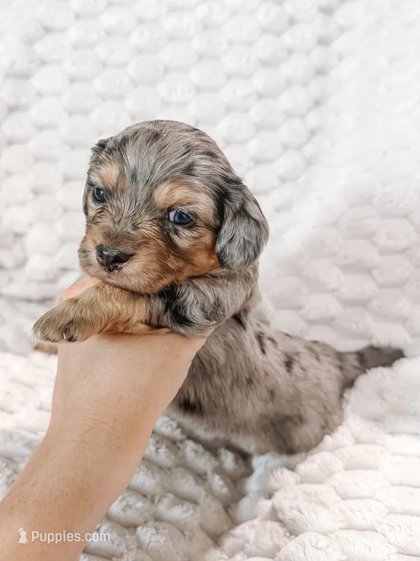 Seven – Peekapoo, Miniature Dachshund puppy for sale in Diana, TX