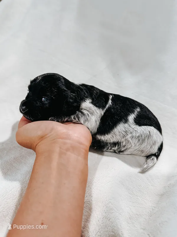 Goobie – Peekapoo, Miniature Dachshund puppy for sale in Diana, TX