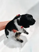 Goobie, a male Peekapoo and Miniature Dachshund for sale in Diana, TX – 3 of 5