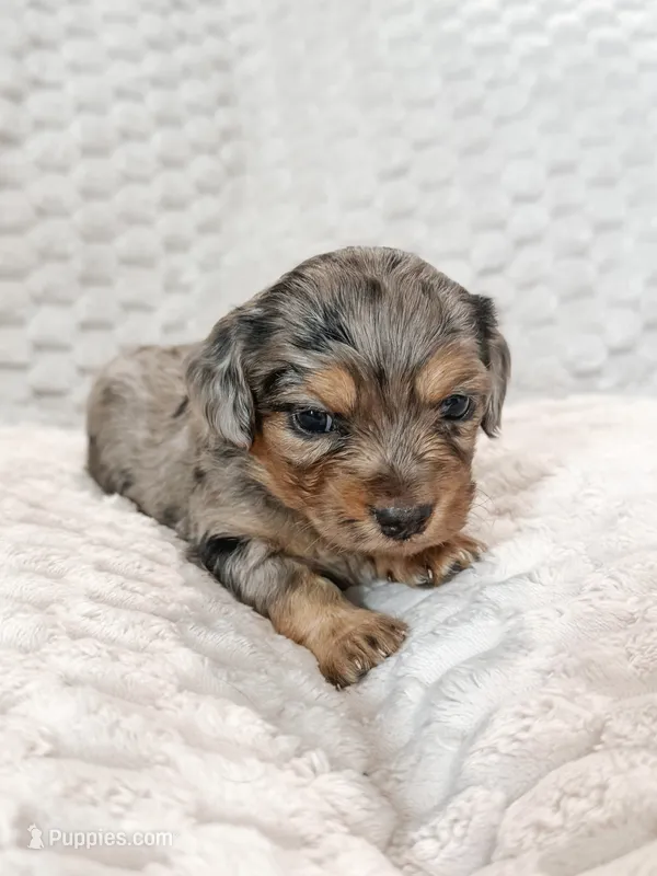 Seven – Peekapoo, Miniature Dachshund puppy for sale in Diana, TX