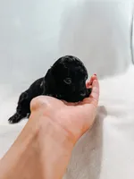 Ruby , a female Peekapoo and Miniature Dachshund for sale in Diana, TX – 2 of 5