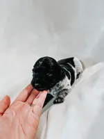 Goobie, a male Peekapoo and Miniature Dachshund for sale in Diana, TX – 2 of 5