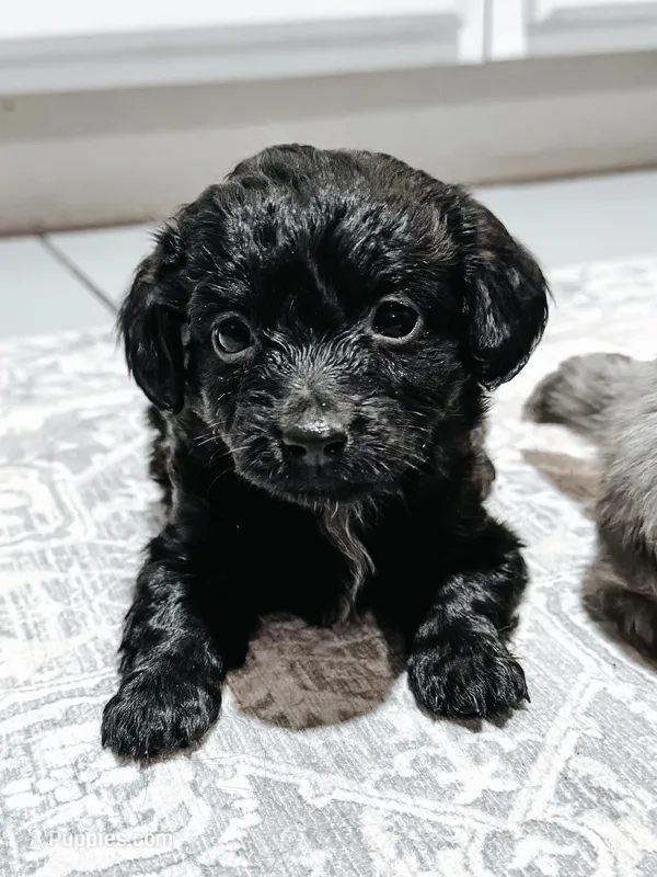 Ruby  – Peekapoo, Miniature Dachshund puppy for sale in Diana, TX