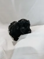 Toby, a male Peekapoo and Miniature Dachshund for sale in Diana, TX – 2 of 5