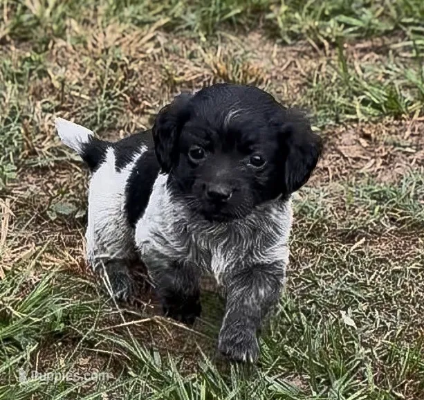 Goobie – Peekapoo, Miniature Dachshund puppy for sale in Diana, TX