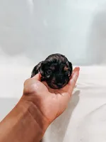 Duke, a male Peekapoo and Miniature Dachshund for sale in Diana, TX – 2 of 4