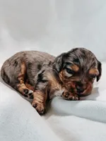 Tank, a male Peekapoo and Miniature Dachshund for sale in Diana, TX – 1 of 5