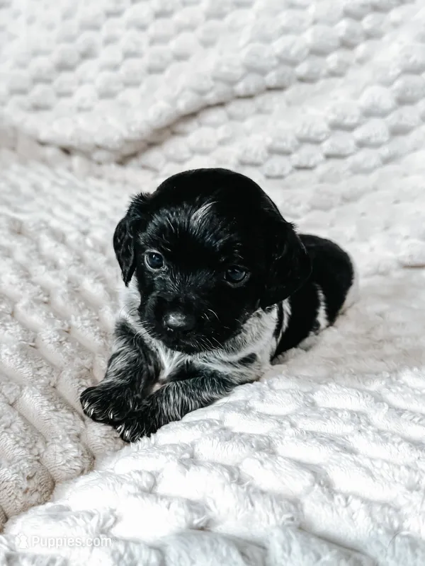Goobie – Peekapoo, Miniature Dachshund puppy for sale in Diana, TX