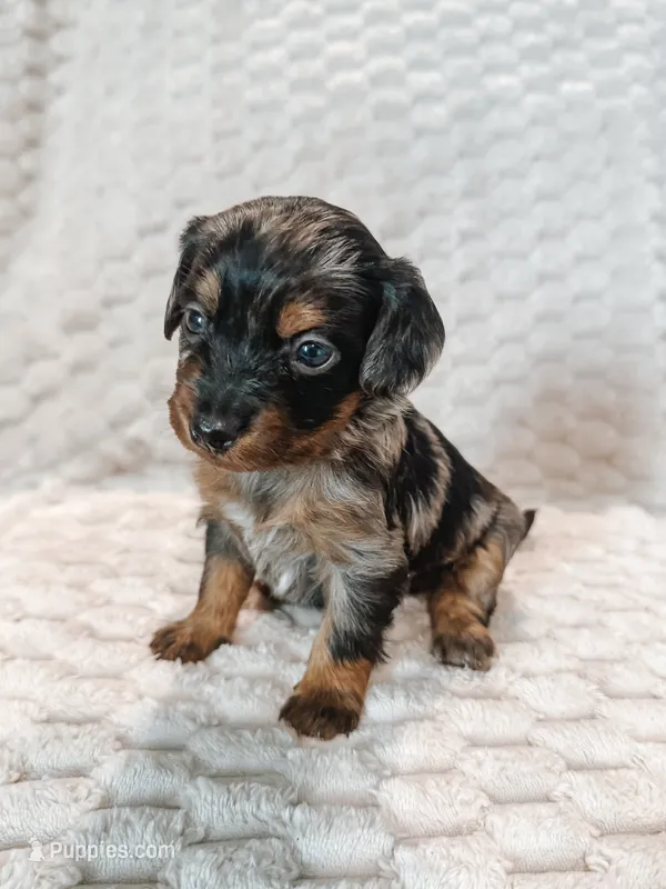 Duke – Peekapoo, Miniature Dachshund puppy for sale in Diana, TX