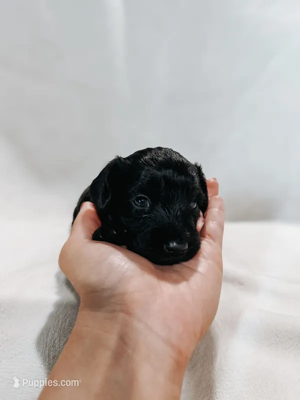 Toby – Peekapoo, Miniature Dachshund puppy for sale in Diana, TX