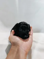 Toby, a male Peekapoo and Miniature Dachshund for sale in Diana, TX – 1 of 5