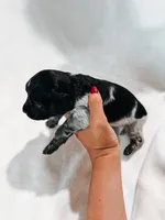 Goobie, a male Peekapoo and Miniature Dachshund for sale in Diana, TX – 4 of 5
