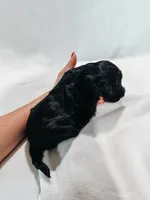 Toby, a male Peekapoo and Miniature Dachshund for sale in Diana, TX – 3 of 5