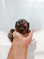 Tank, a male Peekapoo and Miniature Dachshund for sale in Diana, TX – 2 of 5