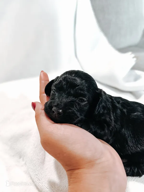 Ruby  – Peekapoo, Miniature Dachshund puppy for sale in Diana, TX