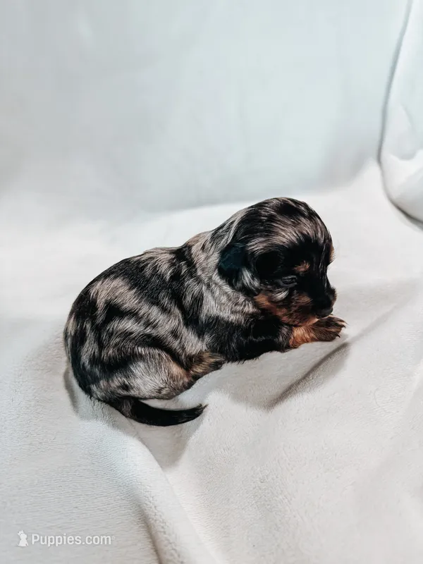 Duke – Peekapoo, Miniature Dachshund puppy for sale in Diana, TX