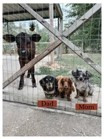 Tank, a male Peekapoo and Miniature Dachshund for sale in Diana, TX – 5 of 5