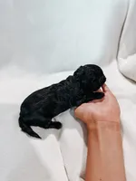 Ruby , a female Peekapoo and Miniature Dachshund for sale in Diana, TX – 3 of 5