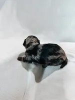 Duke, a male Peekapoo and Miniature Dachshund for sale in Diana, TX – 3 of 4